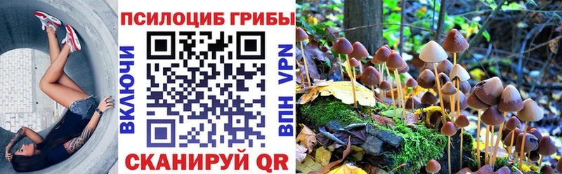 где можно купить наркотик Михайловск Галлюциногенные грибы Psilocybine cubensis